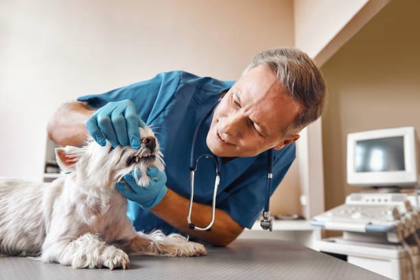 Best Emergency Treatment for Dental Infections or Abscesses in Cove Creek, NC